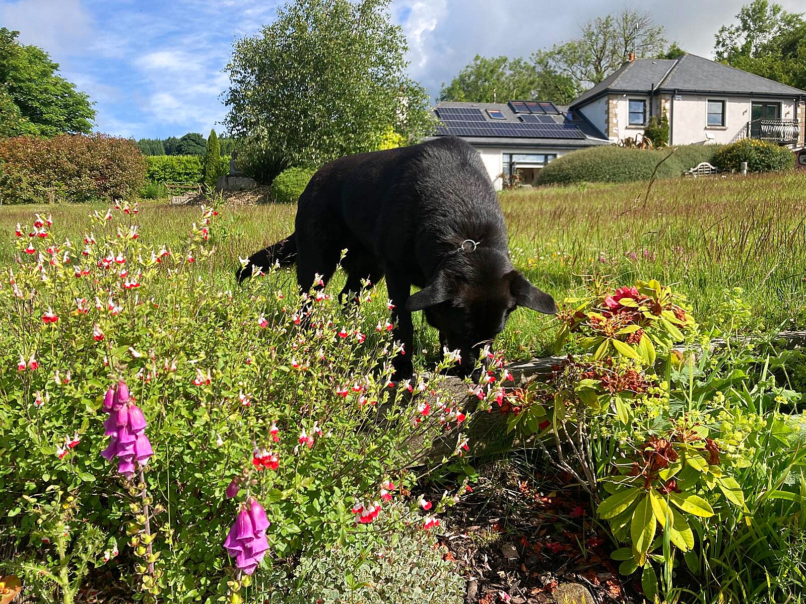 Summer hedgerow